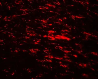 Anti-CISD2 antibody used in IHC (Paraffin sections) (IHC-P). GTX31533