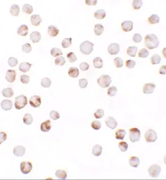 Anti-TIAF1 antibody used in Immunocytochemistry/ Immunofluorescence (ICC/IF). GTX31535