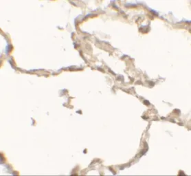 Anti-DOPA Decarboxylase antibody used in IHC (Paraffin sections) (IHC-P). GTX31550