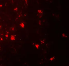 Anti-IL1F6 antibody used in IHC (Paraffin sections) (IHC-P). GTX31555