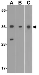 Anti-AIMP1 antibody used in Western Blot (WB). GTX31557