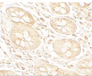 Anti-Mist1 antibody used in IHC (Paraffin sections) (IHC-P). GTX31558
