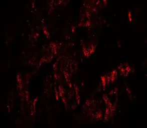 Anti-WAPL antibody used in IHC (Paraffin sections) (IHC-P). GTX31577