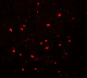 Anti-SREBP2 antibody used in IHC (Paraffin sections) (IHC-P). GTX31580