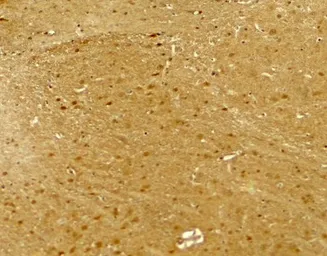 Anti-Neuroligin 2 antibody used in IHC (Paraffin sections) (IHC-P). GTX31597