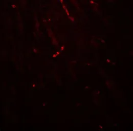 Anti-KCNK1 antibody used in IHC (Paraffin sections) (IHC-P). GTX31601