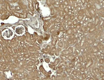 Anti-SESN2 antibody used in IHC (Paraffin sections) (IHC-P). GTX31602