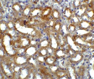 Anti-GFR alpha 3 antibody used in IHC (Paraffin sections) (IHC-P). GTX31634
