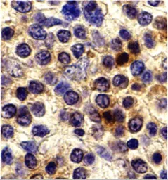 Anti-CX3CR1 antibody used in IHC (Paraffin sections) (IHC-P). GTX31648