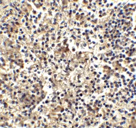 Anti-TLR4 antibody used in IHC (Paraffin sections) (IHC-P). GTX31675