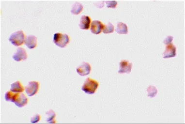 Anti-Caspase 2 antibody used in Immunocytochemistry/ Immunofluorescence (ICC/IF). GTX31699