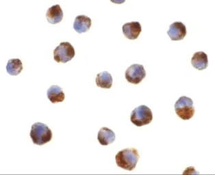 Anti-Caspase 5 antibody used in Immunocytochemistry/ Immunofluorescence (ICC/IF). GTX31701