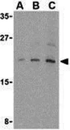 Anti-4E-BP1 antibody used in Western Blot (WB). GTX31714