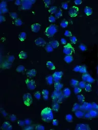 Anti-4E-BP1 antibody used in Immunocytochemistry/ Immunofluorescence (ICC/IF). GTX31714
