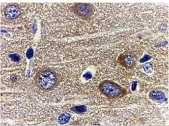 Anti-Adiponectin antibody used in IHC (Paraffin sections) (IHC-P). GTX31719