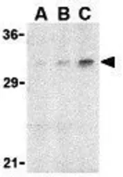 Anti-Adiponectin antibody used in Western Blot (WB). GTX31719
