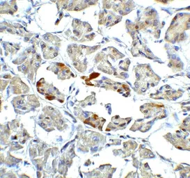 Anti-ATF6 antibody used in IHC (Paraffin sections) (IHC-P). GTX31729