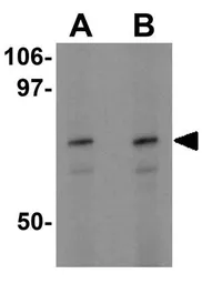 Anti-ATF6 antibody used in Western Blot (WB). GTX31729