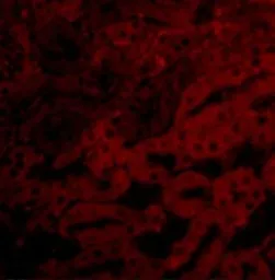 Anti-Bcl2A1 antibody used in IHC (Paraffin sections) (IHC-P). GTX31739