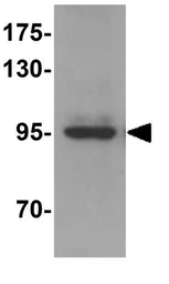 Anti-ATG9A antibody used in Western Blot (WB). GTX31815