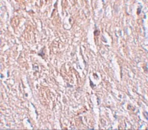 Anti-LRRTM4 antibody used in IHC (Paraffin sections) (IHC-P). GTX31824