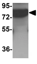 Anti-ESRP2 antibody used in Western Blot (WB). GTX31826