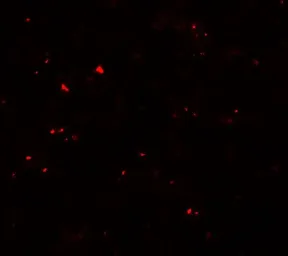 Anti-Musashi 2 antibody used in Immunocytochemistry/ Immunofluorescence (ICC/IF). GTX31838