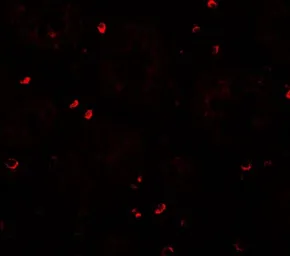 Anti-ZFX antibody used in IHC (Paraffin sections) (IHC-P). GTX31851