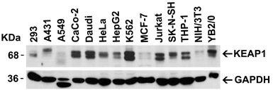 Anti-KEAP1 antibody used in Western Blot (WB). GTX31864