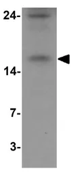 Anti-BATF antibody used in Western Blot (WB). GTX31865