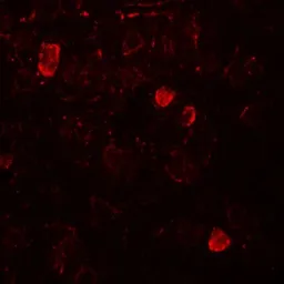 Anti-NELF antibody used in IHC (Paraffin sections) (IHC-P). GTX31872