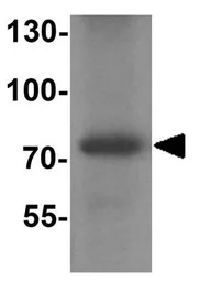 Anti-MMP9 antibody used in Western Blot (WB). GTX31891