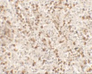 Anti-IL9 antibody used in IHC (Paraffin sections) (IHC-P). GTX31894