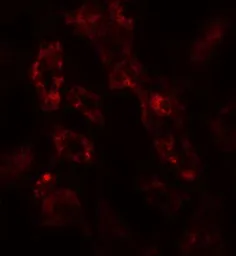 Anti-ARF6 antibody used in IHC (Paraffin sections) (IHC-P). GTX31908