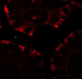 Anti-CFTR antibody used in IHC (Paraffin sections) (IHC-P). GTX31913