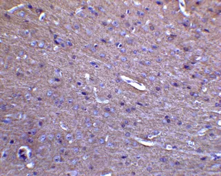 Anti-MFN2 antibody used in IHC (Paraffin sections) (IHC-P). GTX31923