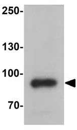 Anti-MFN2 antibody used in Western Blot (WB). GTX31923