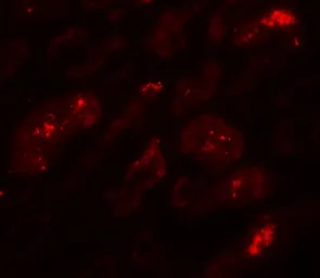 Anti-BATF3 antibody used in IHC (Paraffin sections) (IHC-P). GTX31933