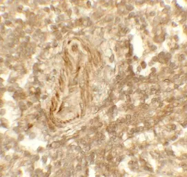 Anti-LSD1 antibody used in IHC (Paraffin sections) (IHC-P). GTX31950