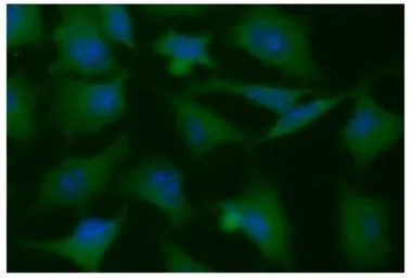 Anti-PGAM1 antibody [AT1G4] used in Immunocytochemistry/ Immunofluorescence (ICC/IF). GTX31959