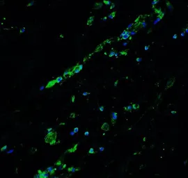 Anti-BCL9L antibody used in IHC (Paraffin sections) (IHC-P). GTX32006