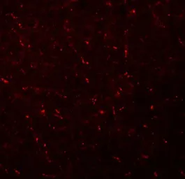 Anti-AP3M1 antibody used in IHC (Paraffin sections) (IHC-P). GTX32019