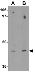 Anti-DBX1 antibody used in Western Blot (WB). GTX32028