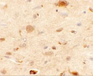 Anti-Epac1 antibody used in IHC (Paraffin sections) (IHC-P). GTX32047