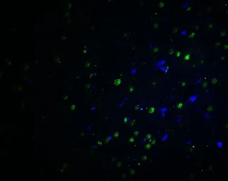 Anti-PLAGL2 antibody used in IHC (Paraffin sections) (IHC-P). GTX32095