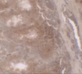Anti-GILZ antibody used in IHC (Paraffin sections) (IHC-P). GTX32107