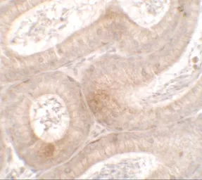 Anti-MTERFD3 antibody used in IHC (Paraffin sections) (IHC-P). GTX32114