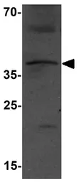 Anti-MTERFD3 antibody used in Western Blot (WB). GTX32114