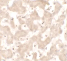 Anti-KHDC1 antibody used in IHC (Paraffin sections) (IHC-P). GTX32118