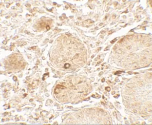 Anti-LAMTOR1 antibody used in IHC (Paraffin sections) (IHC-P). GTX32130
